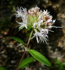 Monardella lanceolata flower